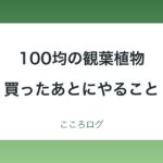 100均の観葉植物｜買ったあとにやることと植え替えの目安