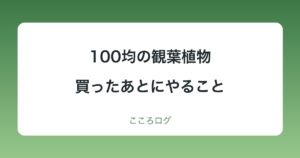 100均の観葉植物｜買ったあとにやることと植え替えの目安