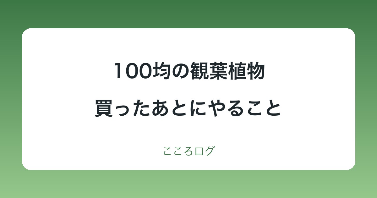 100均の観葉植物｜買ったあとにやることと植え替えの目安