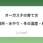 オーガスタの育て方｜置き場所・水やり・冬の温度・植え替えの目安