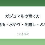 ガジュマルの育て方｜置き場所・季節ごとの水やり・冬越し・植え替え・ふやし方