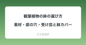 観葉植物の鉢の選び方｜素材ごとの乾きやすさ・底の穴・受け皿と鉢カバー