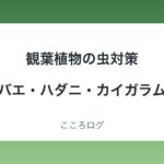 観葉植物の虫対策｜コバエ・ハダニ・カイガラムシの見分け方と対処・予防