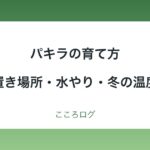 パキラの育て方｜置き場所・水やり・冬の温度・植え替えの目安