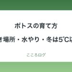 ポトスの育て方｜置き場所・水やり・冬は5℃以上・植え替えの目安