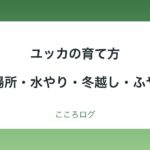 ユッカの育て方｜置き場所・水やり・冬越し・植え替えと肥料・ふやし方